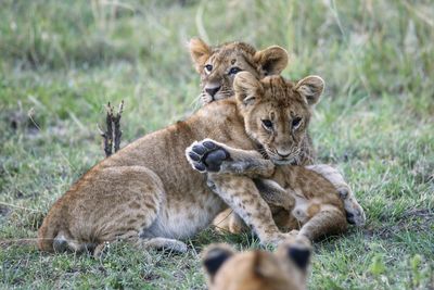 View of a cats on the grass