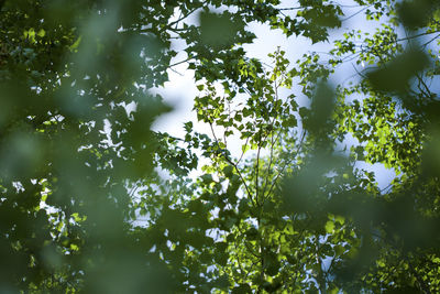 Look up through the green leaves of the canopy. contrast of green leaves and blue-white sky.