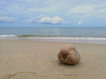 View of seashell on beach against cloudy sky