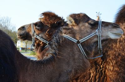 Horses in a row