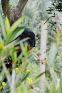 Close-up of bird perching on branch