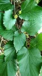 High angle view of insect on leaves