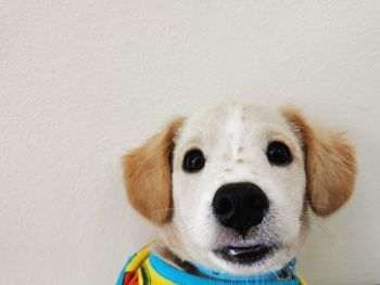 Close-up portrait of a dog