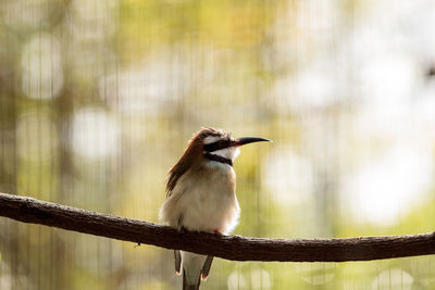 Close-up of bird perching outdoors