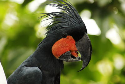 Great black cockatoo's headshot