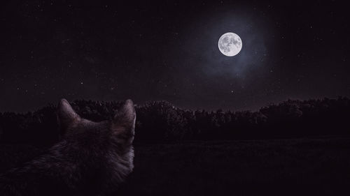 Scenic view of moon in sky at night with a wolf 