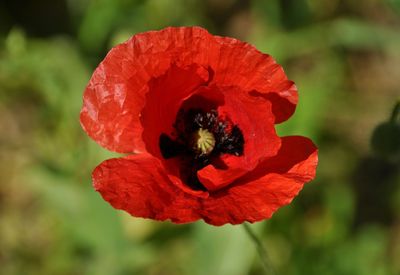 Close-up of red flower