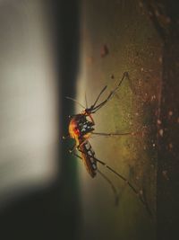 Close-up of spider on web