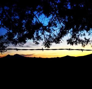 Silhouette of trees at sunset