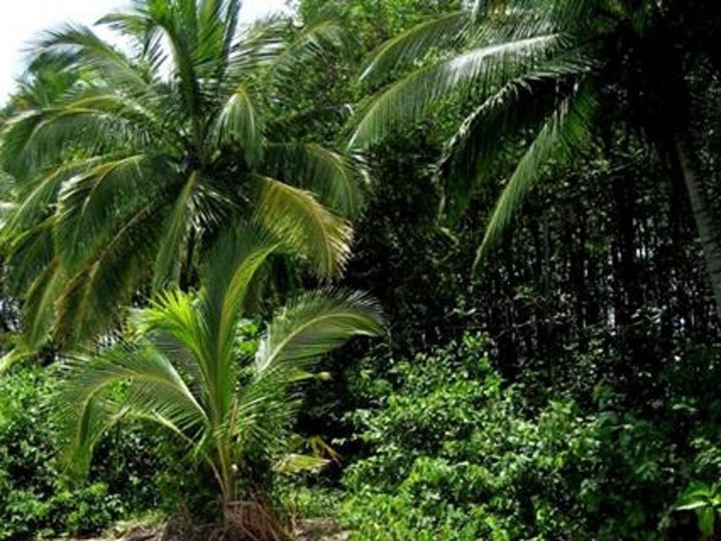 palm tree, tree, growth, green color, tranquility, nature, beauty in nature, lush foliage, low angle view, leaf, tree trunk, tranquil scene, tropical climate, scenics, plant, green, branch, growing, day, outdoors