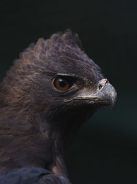 Sharp eyed indonesian eagle