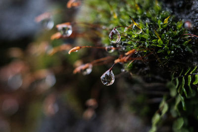 Close-up of raindrops on leaves