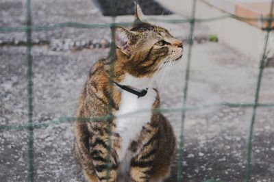 Close-up of cat behind fence