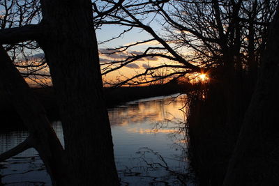 Reflection of bare trees in water at sunset