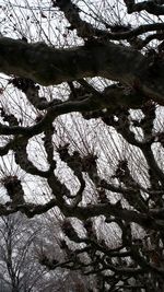 Low angle view of tree against sky