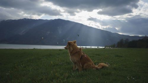 Dog relaxing on field against mountains