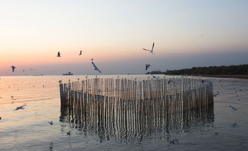 Seagulls flying over wooden post against sky