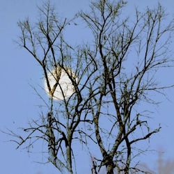 Low angle view of bare trees against blue sky