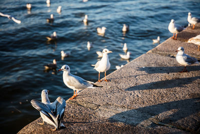 Seagulls perching on a beach