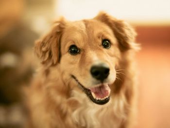 Close-up portrait of dog