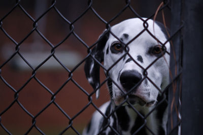 Portrait of dog seen through chainlink fence