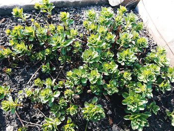 High angle view of plants growing on field