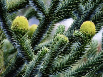 Close-up of coniferous tree
