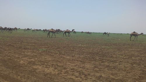 Horses grazing on field against clear sky