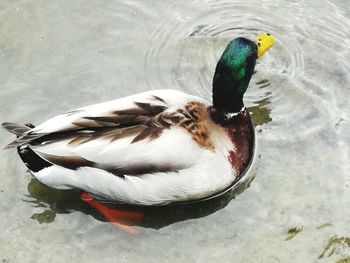 High angle view of mallard duck swimming in lake