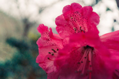 Close-up of pink flowering plant