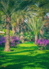 Flower trees on field