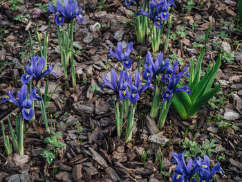 High angle view of purple crocus flowers on field