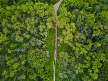 Aerial drone view of path through forest