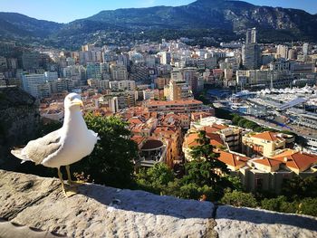 High angle view of seagull flying over buildings in city