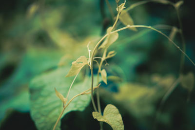 Close-up of flower blooming outdoors