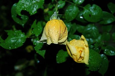 Close up of a flower