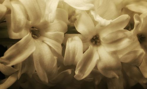 Close-up of flowers