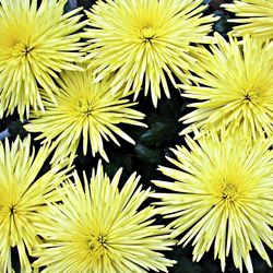 Close-up of yellow flower