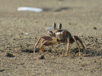 Close-up of spider on beach