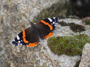 Close-up of butterfly on rock