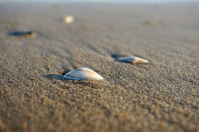 Close-up of seashell on beach
