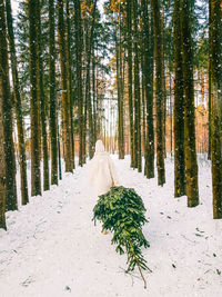 A girl in a white fur coat drags a christmas tree from the forest on a winter day