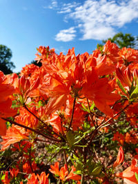 Close-up of red flowering plant against orange sky