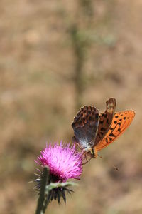 Close-up of butterfly pollinating on thistle flower