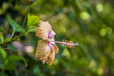 Close-up of flowering plant