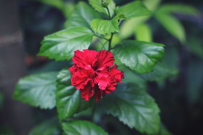 Close-up of red flowering plant