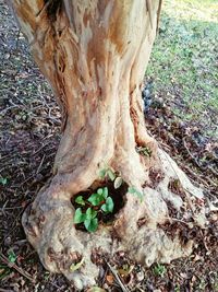 Close-up of tree trunk