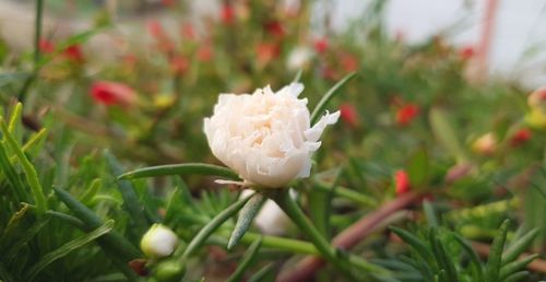 Close-up of white rose on field