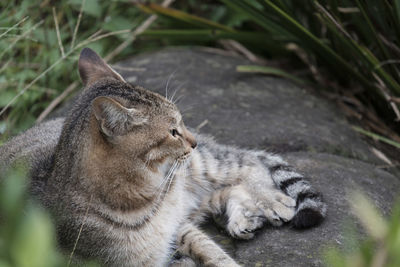 Cat sleeping