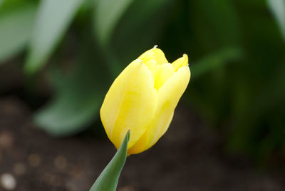 Close-up of yellow tulip